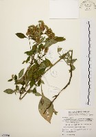 臺灣鱗球花藏品圖，第1張