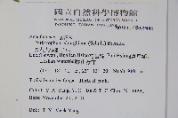 長花九頭獅子草、山藍藏品圖，第2張