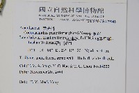 針刺草藏品圖，第2張