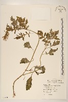 飛機草藏品圖，第1張