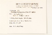 飛機草藏品圖，第2張