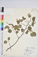 扛香藤藏品圖，第1張