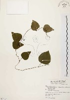 千金藤、金線吊烏龜藏品圖，第1張