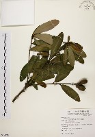 大頭茶藏品圖，第1張