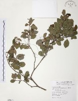 小葉赤楠藏品圖，第1張