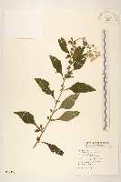 一枝香藏品圖，第1張