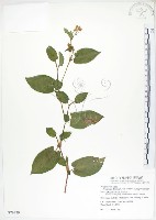 火炭母草、清飯藤藏品圖，第1張