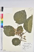 血桐藏品圖，第1張