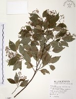 樟樹藏品圖，第1張