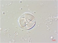 台灣泡桐藏品圖，第3張