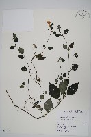 蘭嵌馬藍藏品圖，第1張