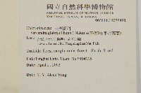 草珊瑚、紅果金粟蘭藏品圖，第2張