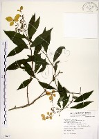 華八仙藏品圖，第1張