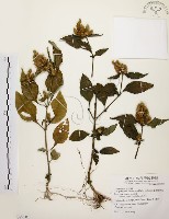 臺灣鱗球花藏品圖，第1張