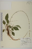 臺灣鬼督郵藏品圖，第1張