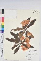 森氏杜鵑、森氏滿江紅藏品圖，第1張