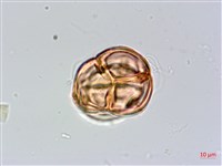 森氏杜鵑、森氏滿江紅藏品圖，第3張