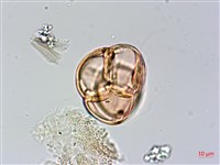 森氏杜鵑、森氏滿江紅藏品圖，第4張