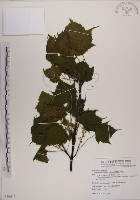 臺灣紅榨槭藏品圖，第1張