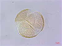 臺灣紅榨槭藏品圖，第2張