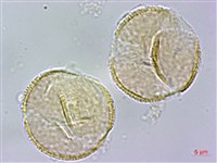 臺灣紅榨槭藏品圖，第3張