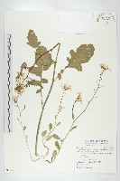 蘿蔔、菜頭藏品圖，第1張