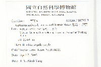 蘿蔔、菜頭藏品圖，第2張