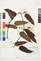 亨利氏鐵線蓮藏品圖，第1張