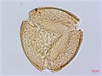 黃花夾竹桃藏品圖，第2張