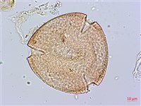 黃花夾竹桃藏品圖，第3張