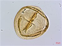 黃花夾竹桃藏品圖，第4張