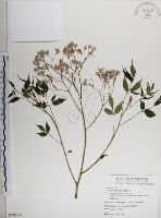 楝、苦楝藏品圖，第1張