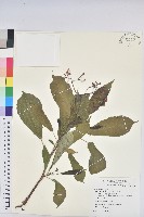 琴葉櫻藏品圖，第1張