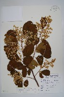 厚殼樹藏品圖，第1張