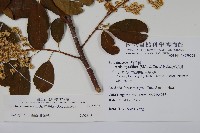 厚殼樹藏品圖，第2張