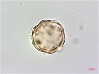 Heliotrope Ehretia Collection Image, Figure 1, Total 5 Figures