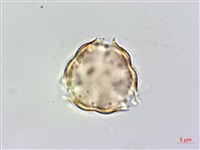 Heliotrope Ehretia Collection Image, Figure 2, Total 5 Figures