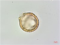 Heliotrope Ehretia Collection Image, Figure 3, Total 5 Figures