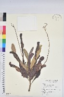 變葉木藏品圖，第1張