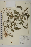 大花咸豐草藏品圖，第1張