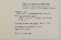 大花咸豐草藏品圖，第2張