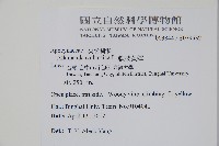 軟枝黃蟬藏品圖，第2張