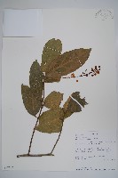 軟枝黃蟬藏品圖，第3張