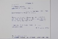 軟枝黃蟬藏品圖，第4張