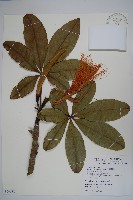 馬拉巴栗、大果木棉藏品圖，第1張