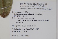 馬拉巴栗、大果木棉藏品圖，第2張