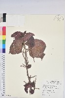 威氏鐵莧藏品圖，第1張