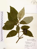 山煙草藏品圖，第1張