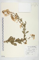 山芥菜藏品圖，第1張