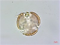 山芥菜藏品圖，第2張